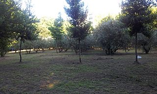 Pontenova parque.jpg