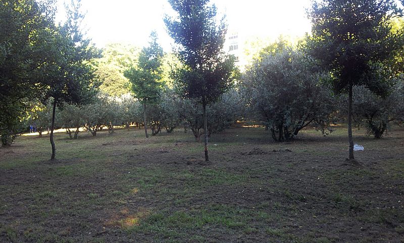 Pontenova parque