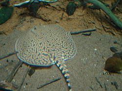 Potamotrygon shedd2.jpg