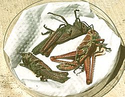 Archivo:Red locust with Metarhizium