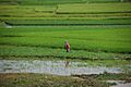 Ricefields in Takeo