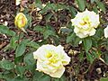 Rosa sp.211