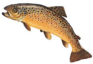 Archivo:Salmo trutta GLERL 1
