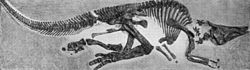 Saurolophus skeleton.jpg