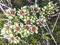 Sedum minimum