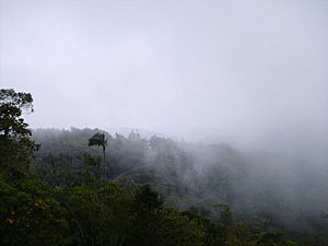Archivo:Selva nublada Colonia Tovar