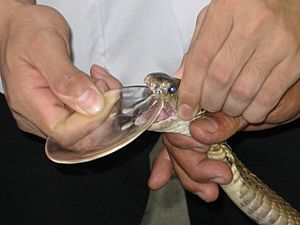 Archivo:Snake Milking