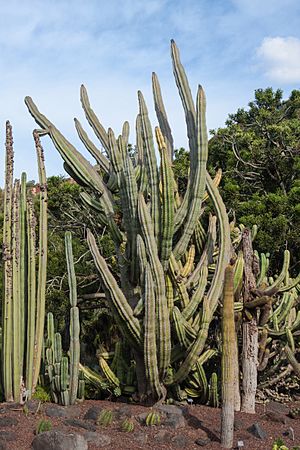 Archivo:Stenocereus griseus - Jardín Botánico Canario Viera y Clavijo - Gran Canaria