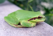 Stripeless Tree Frog - Hyla meridionalis - Flickr - gailhampshire.jpg