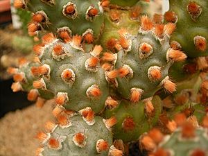 Archivo:Tephrocactus molinensis4