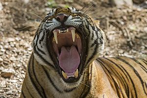 Archivo:Tiger dentition Sultan(T72) Ranthambhore India 12.10.2014