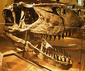 Archivo:Torvosaurus tanneri