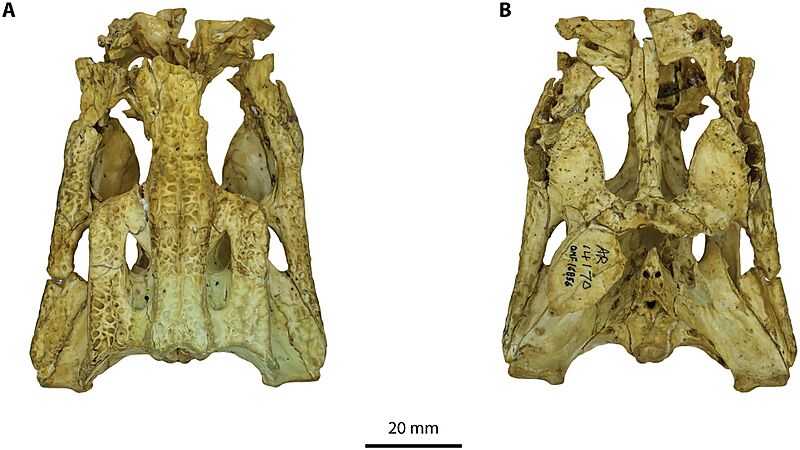 Trilophosuchus