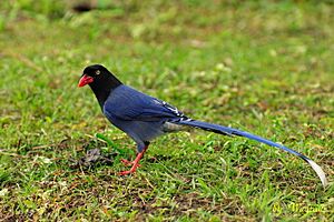 Archivo:Urocissa caerulea