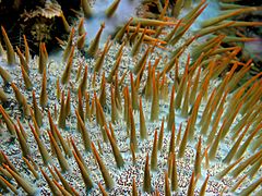 Acanthaster planci (Crown of thorns starfish) spines up close