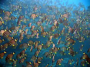 Archivo:Acanthurus guttatus, cardumen en Samoa