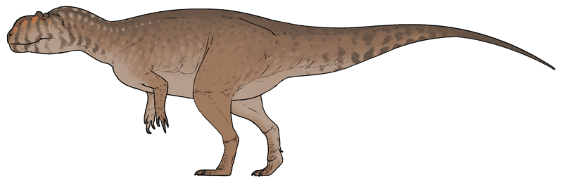 Alpkarakush kyrgyzicus