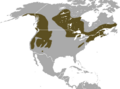 American Water Shrew area