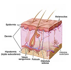 Anatomy The Skin - NCI Visuals Online esp.jpg
