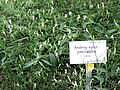 Andrographis-paniculata