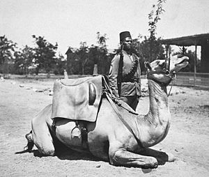Archivo:Anglo-Egyptian Sudan camel soldier of the British army