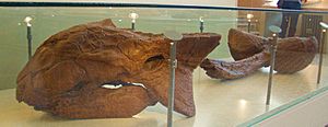 Archivo:Ankylosaurus magniventris