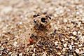 Ant mound