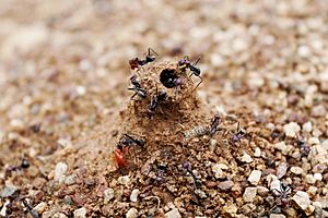 Archivo:Ant mound