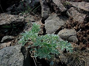 Archivo:Artemisia-absinthium
