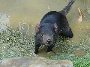Archivo:Baby Tasmanian Devil