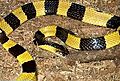 Bandedkrait