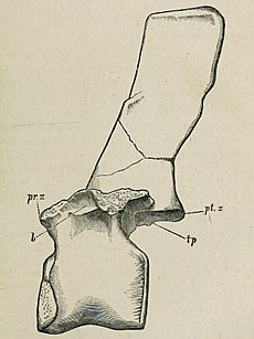 Archivo:Barilium vertebra