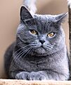 British Shorthair IMG 9095