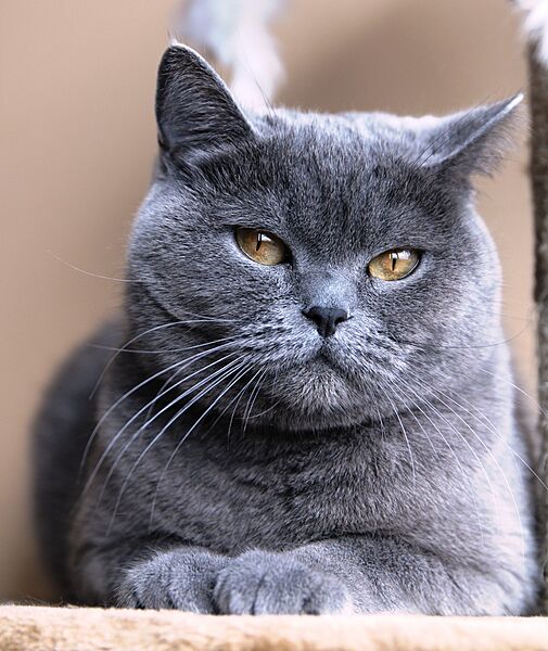 British Shorthair IMG 9095