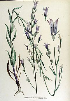 Archivo:Campanula rapunculus — Flora Batava — Volume v15