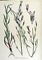Campanula rapunculus — Flora Batava — Volume v15