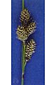 Carexheteroneura
