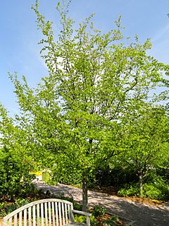 Archivo:Carpinus caroliniana - United States Botanic Garden - DSC09458