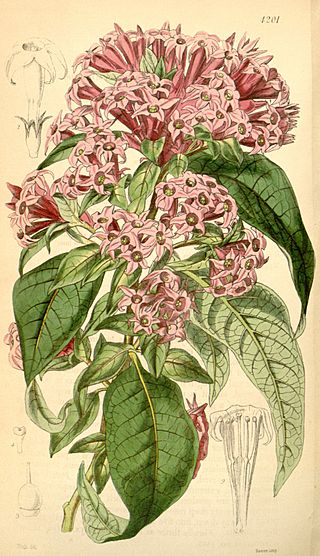 Cestrum endlicheri.jpg