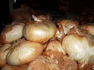Archivo:Cipolla di Giarratana - Giarratana Onion closeup