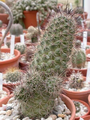 Cochemiea fraileana1