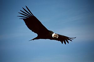 Archivo:Colca-condor-c03