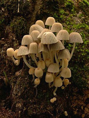 Archivo:Coprinus disseminatus