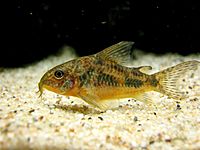 Archivo:Corydoras paleatus in current