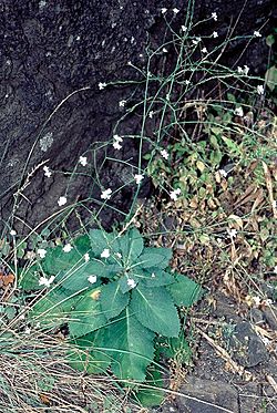 Crambe strigosa (Habitus).jpg