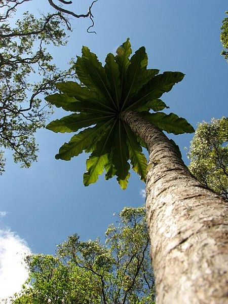 Cyanea superba
