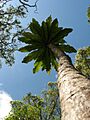 Cyanea superba