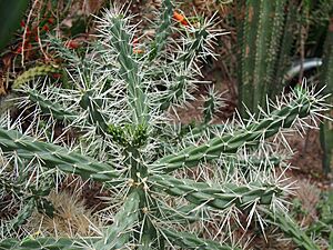 Archivo:Cylindropuntia rosea 2019-04-28 01