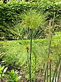 Cyperus papyrus6