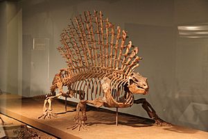 Archivo:Edaphosaurus